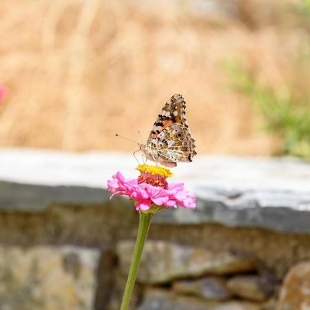 Villa Andromeda Amorgósz Kültér fotó